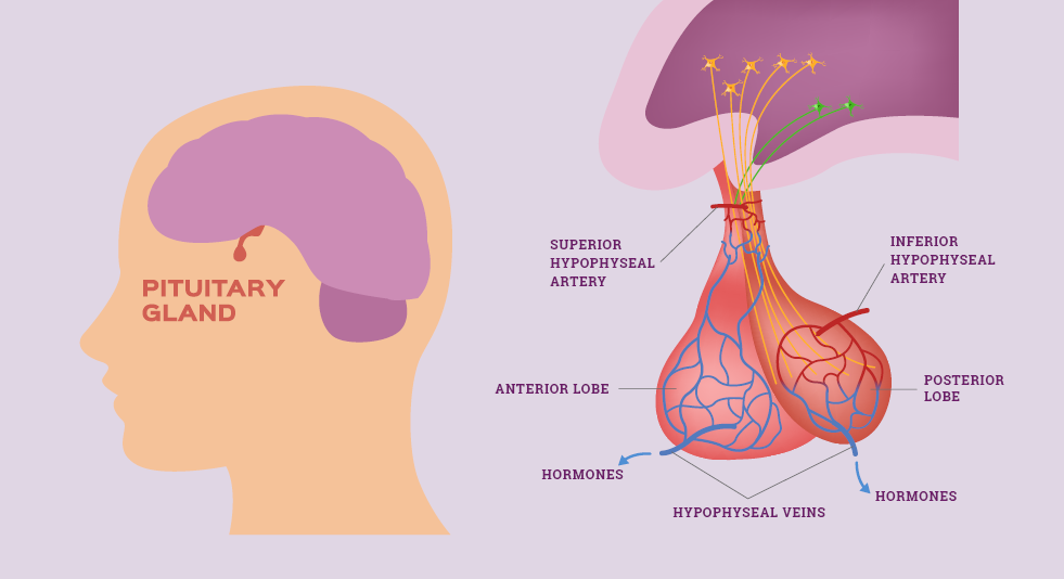 How APRNs Can Manage Immunotherapy-Related Hypophysitis in Patients With Cancer