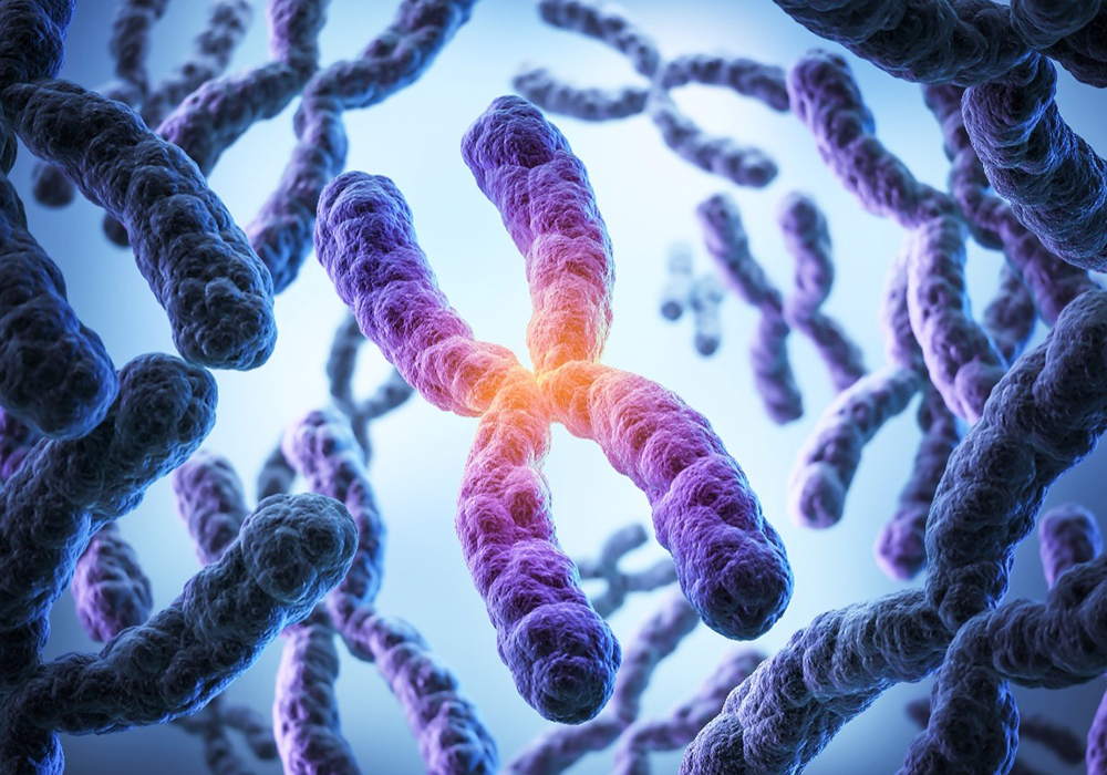 Genetic Disorder Reference Sheet: FH Tumor Predisposition Syndrome