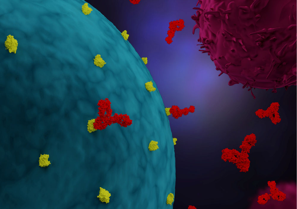 Bispecific antibodies attaching to a cancer cell target